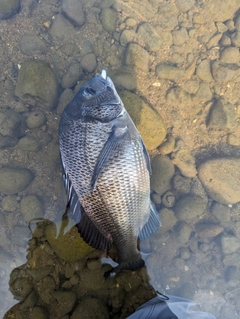 チヌの釣果