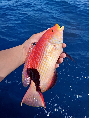 ヒレグロベラの釣果