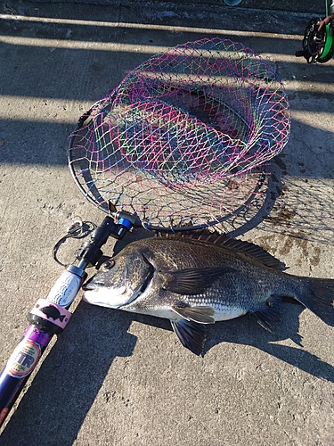 チヌの釣果