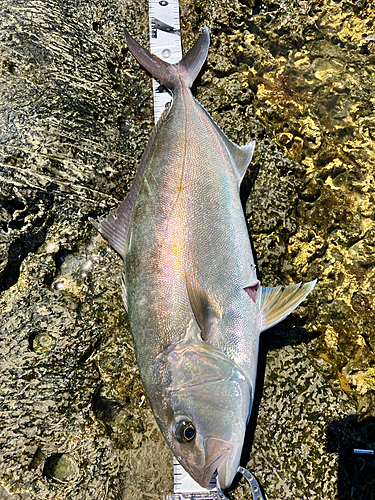 カンパチの釣果