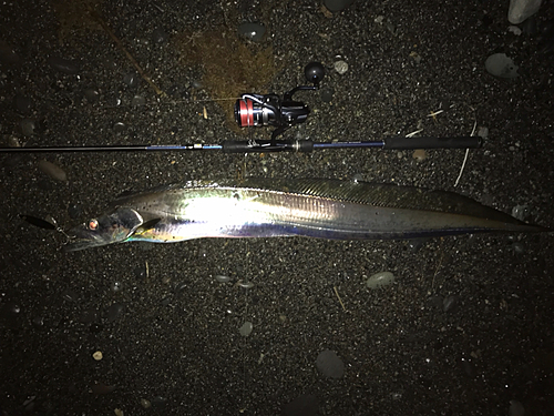 タチウオの釣果