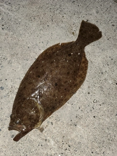 ソゲの釣果