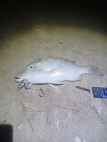 ハマフエフキの釣果