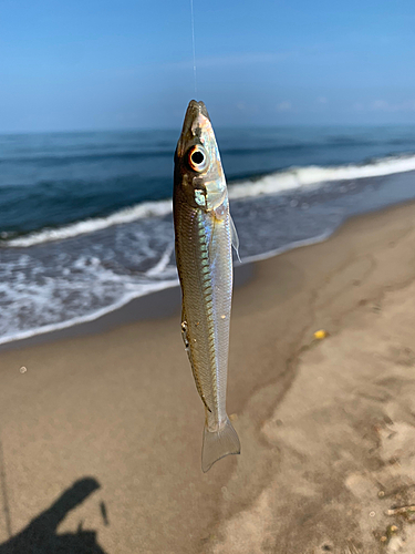 シロギスの釣果