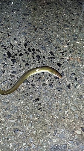 ウナギの釣果