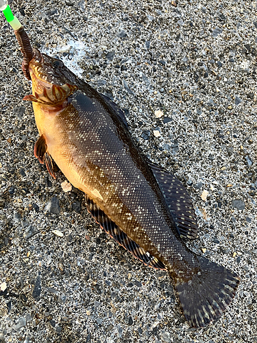 アブラコの釣果