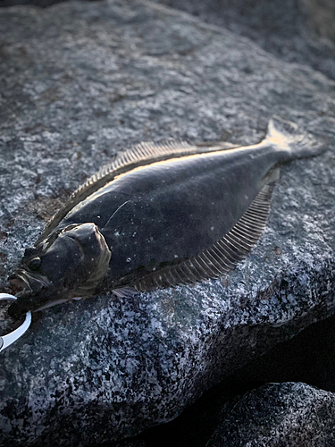 ヒラメの釣果