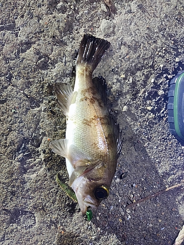 シロメバルの釣果