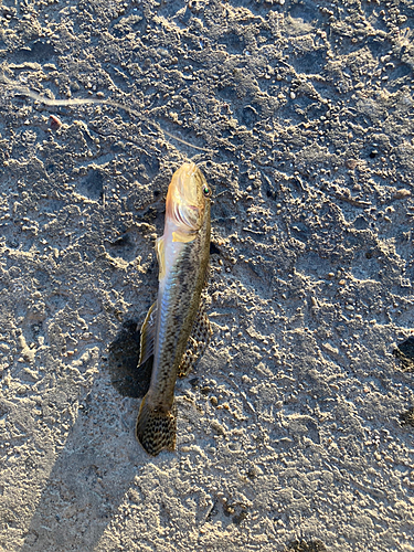 マハゼの釣果