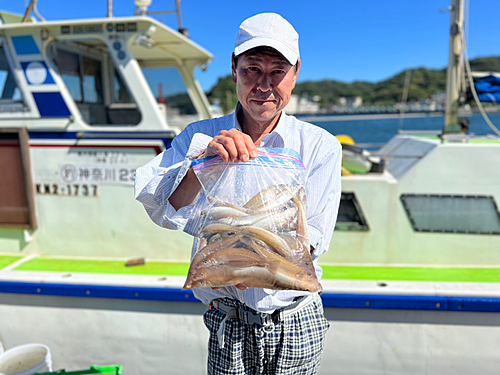 シロギスの釣果