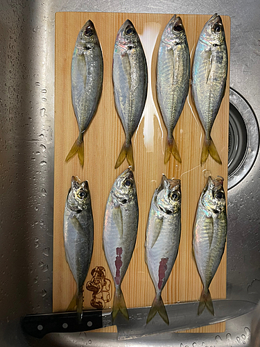 アジの釣果