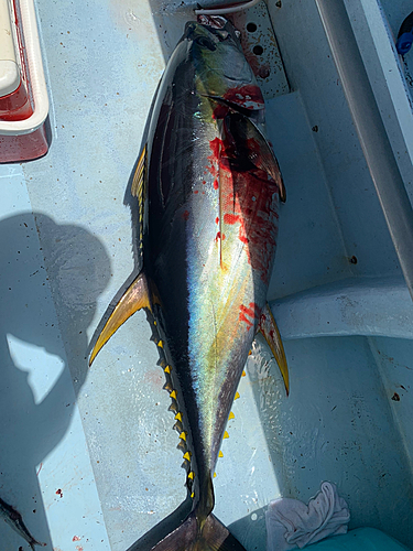 キハダマグロの釣果