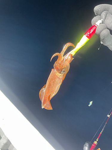 マイカの釣果