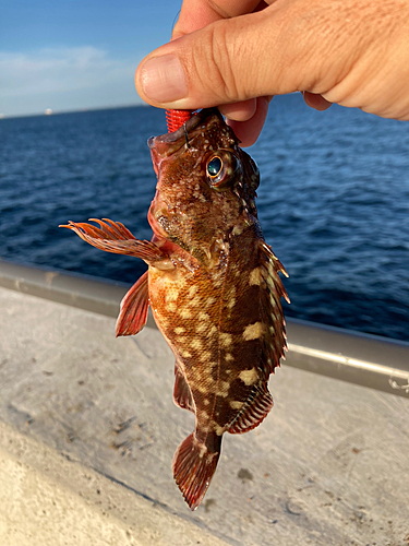 カサゴの釣果