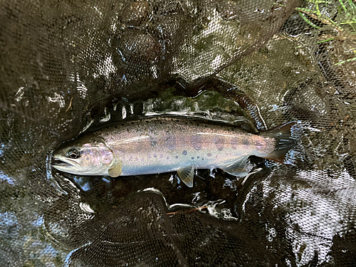 ヤマメの釣果