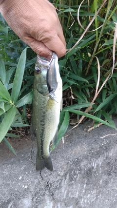 ブラックバスの釣果