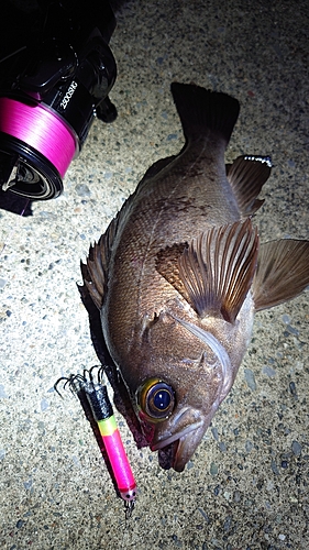 メバルの釣果