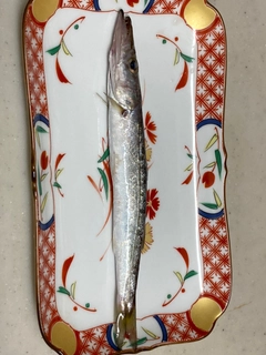 カマスの釣果