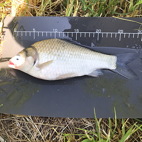 ヘラブナの釣果