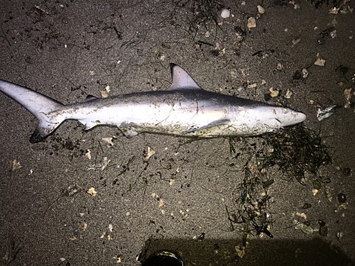 サメの釣果