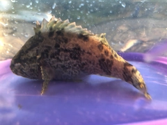 タケノコメバルの釣果