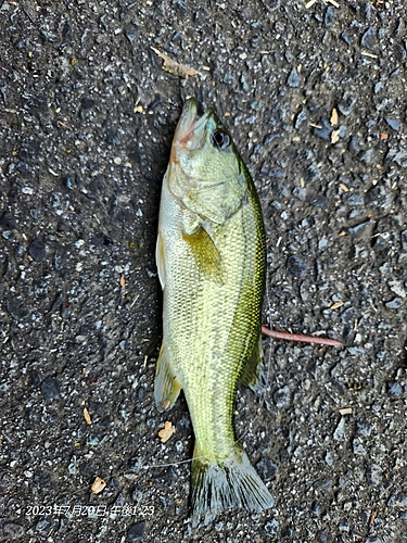 ブラックバスの釣果