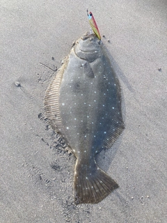 ヒラメの釣果