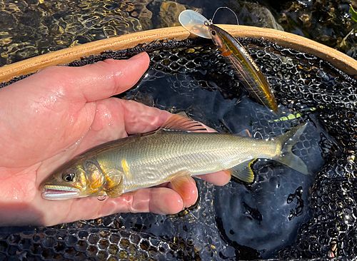 アユの釣果