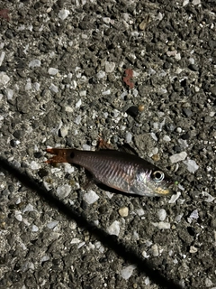 ネンブツダイの釣果