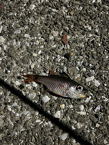 ネンブツダイの釣果