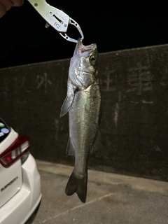 セイゴ（ヒラスズキ）の釣果