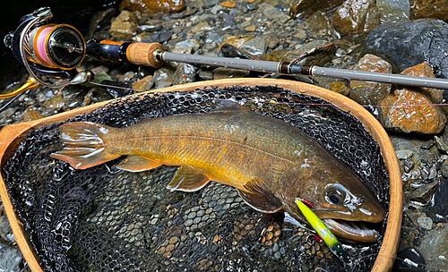 ヤマトイワナの釣果