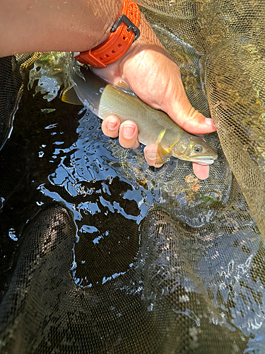 アユの釣果