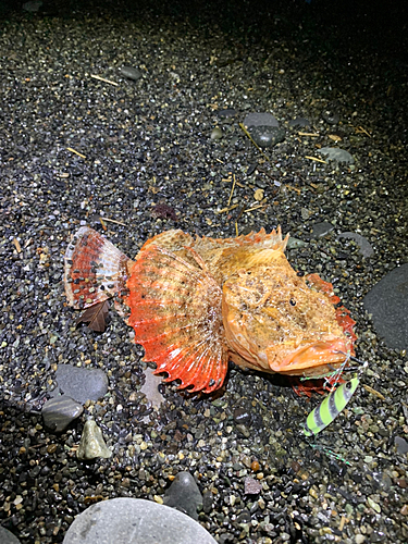 オニオコゼの釣果