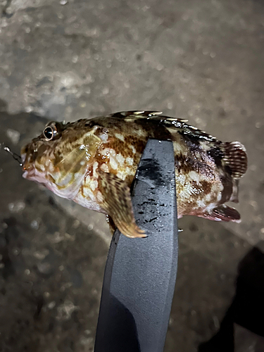 カサゴの釣果