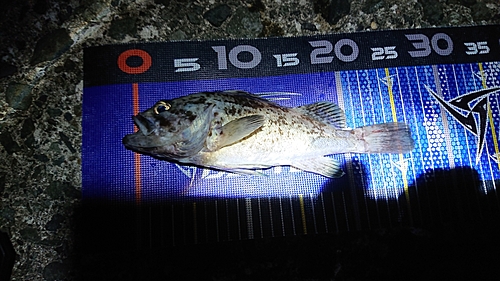 クロソイの釣果