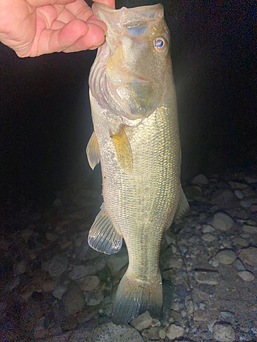 ラージマウスバスの釣果