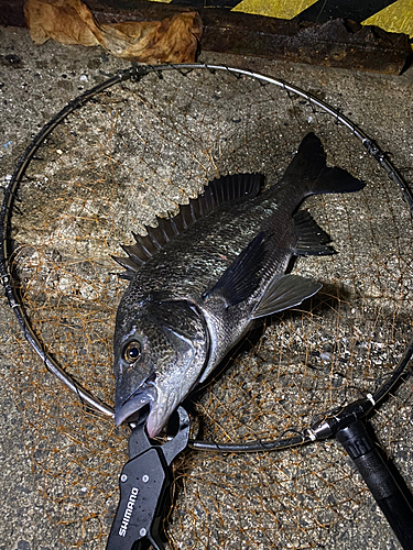 チヌの釣果