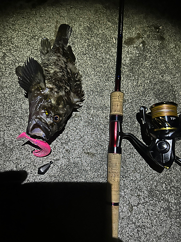 ムラソイの釣果