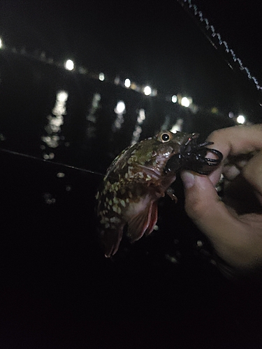 アラカブの釣果