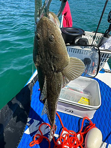 マゴチの釣果