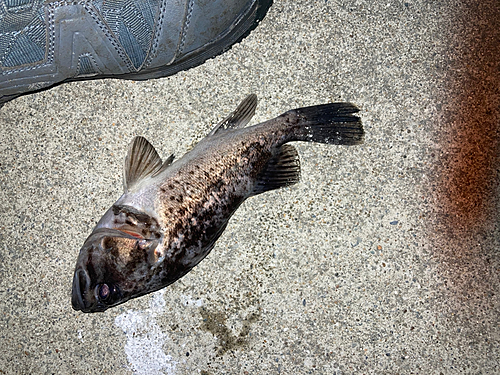 クロソイの釣果