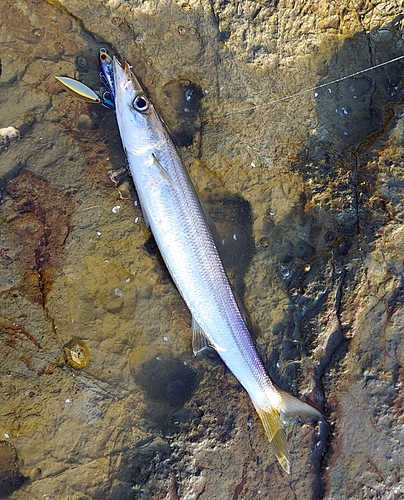 カマスの釣果