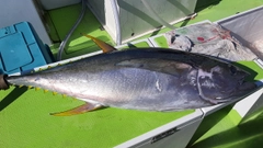 キハダマグロの釣果