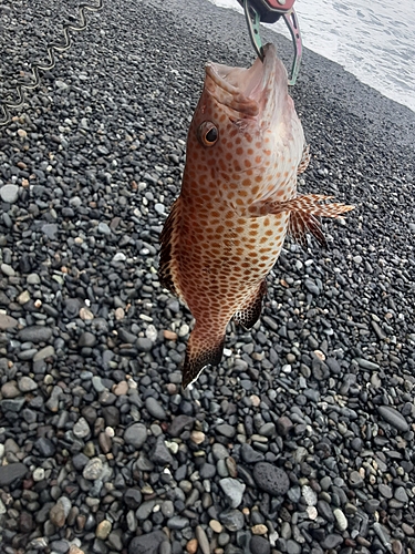 オオモンハタの釣果