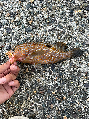 アコウの釣果