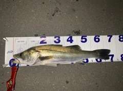 シーバスの釣果