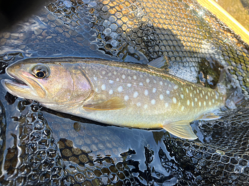 イワナの釣果