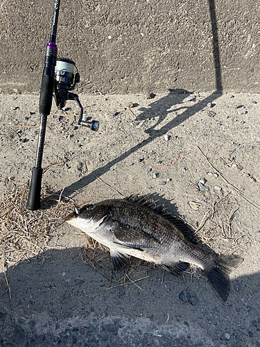 チヌの釣果