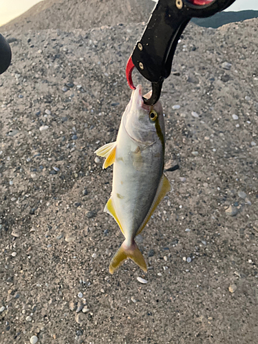 ショゴの釣果